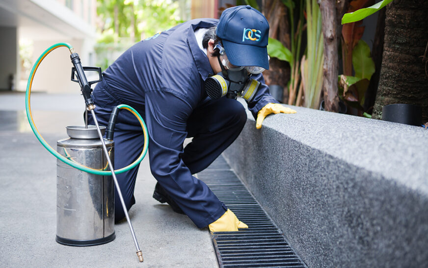 Pest Exterminator Near Me and Fumigation Control Services