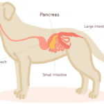 pancreatitis-in-dogs