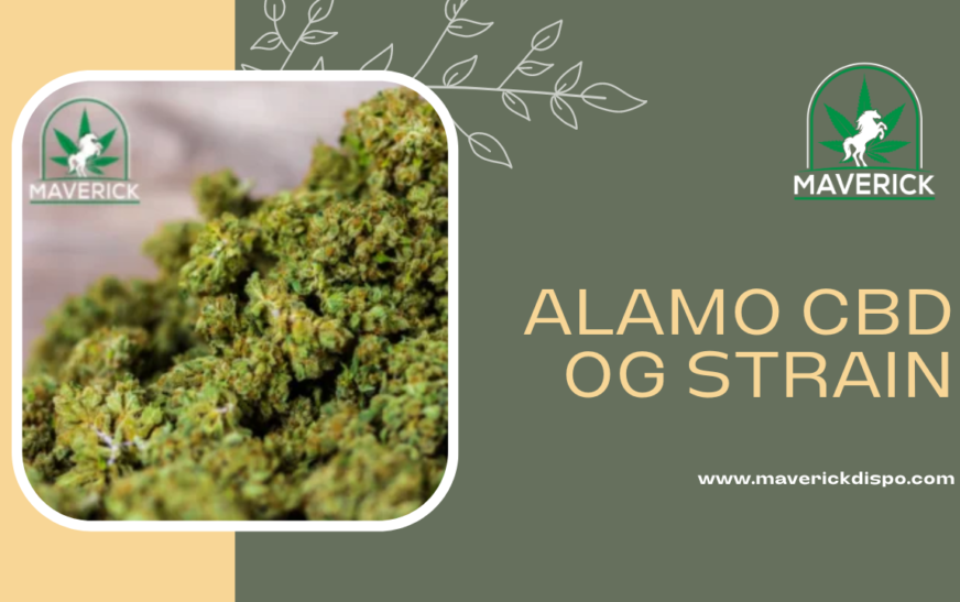 Alamo CBD OG Strain