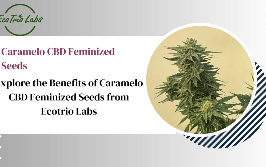 Explore the Benefits of Caramelo CBD Feminized Seeds from Ecotrio Labs