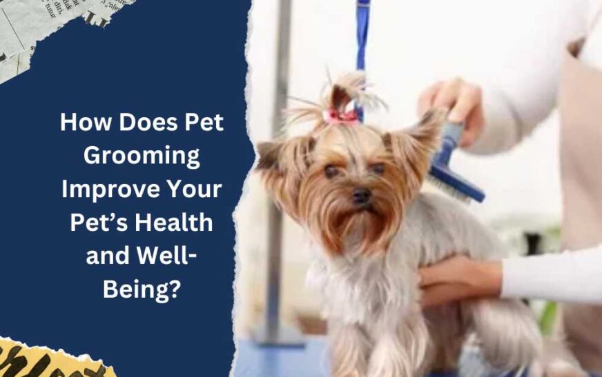 How Does Pet Grooming Improve Your Pet’s Health and Well-Being?