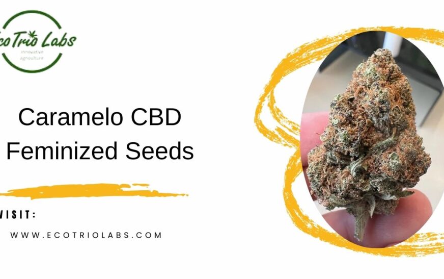 Explore Caramelo CBD Feminized Seeds by Ecotrio Labs