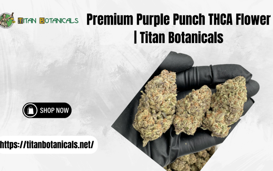 Premium Purple Punch THCA Flower | Titan Botanicals