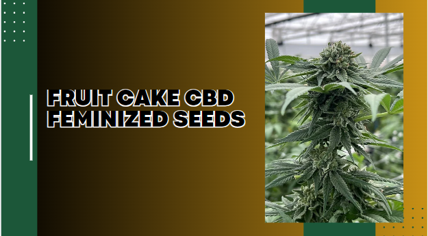 Fruit Cake CBD Feminized Seeds: The Ultimate Choice for High-Quality Yields