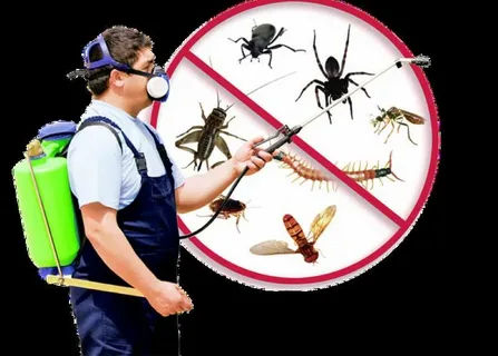 Pest Control services Lahore