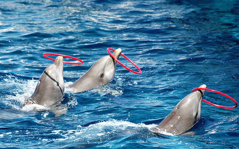 Top Reasons to Attend the Dolphin Show Dubai