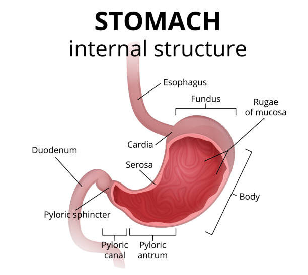 Gastric Plication in Abu Dhabi