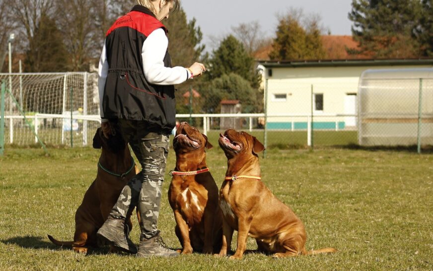 protection dog training